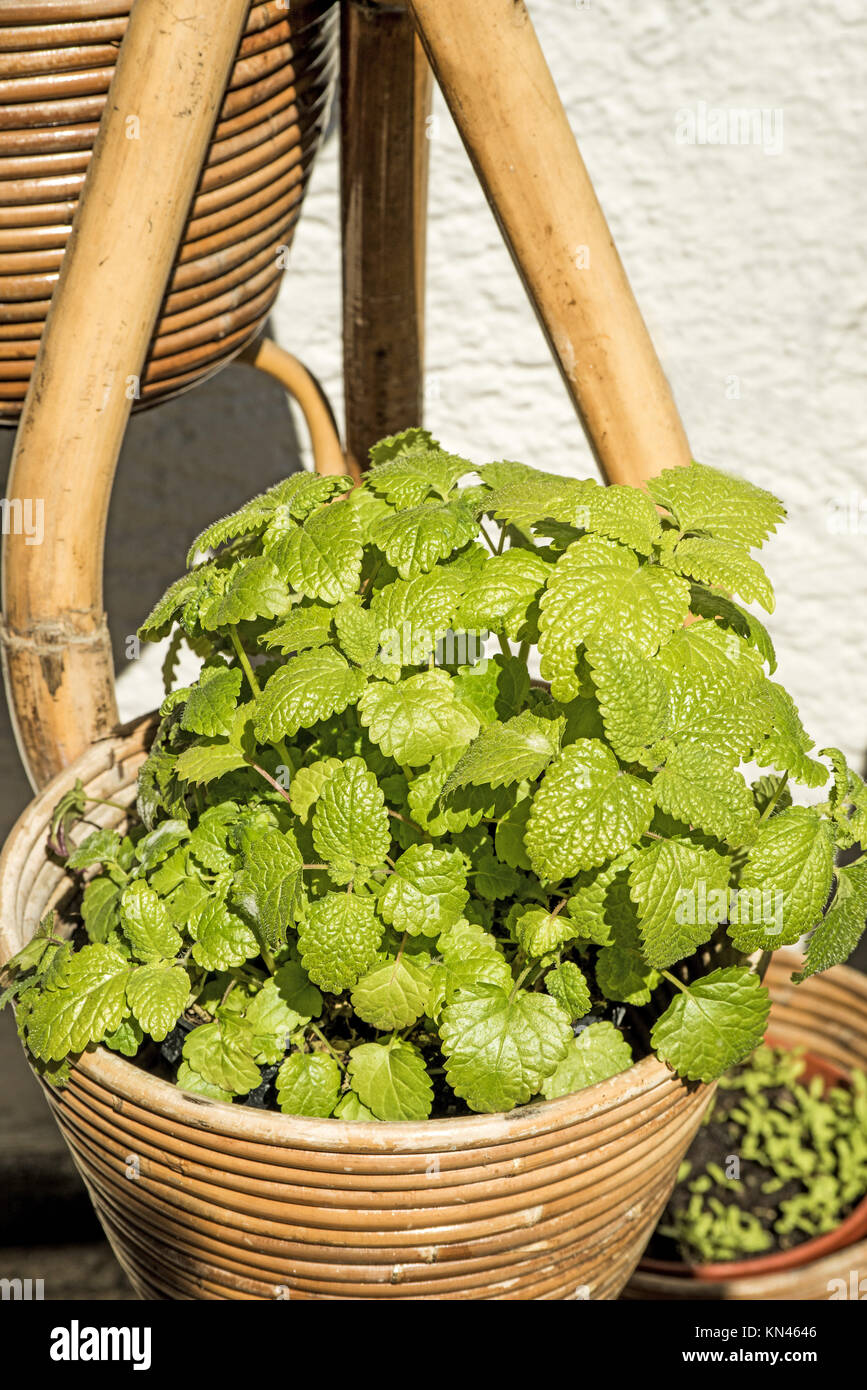 Balm, medicinal plant Stock Photo Alamy