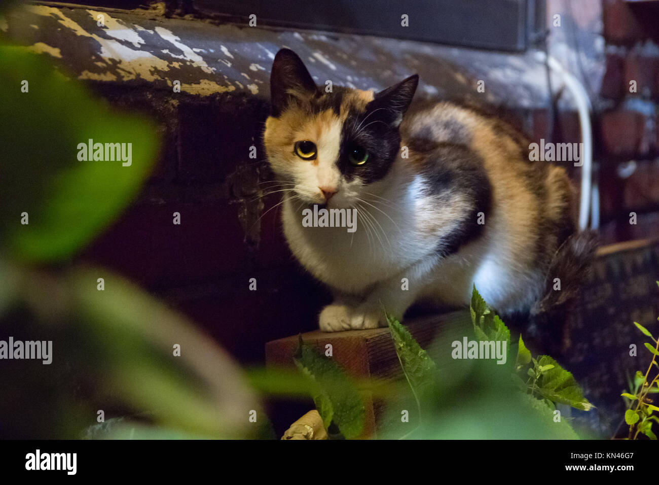 House Cat Staring in Seoul, South Korea Stock Photo
