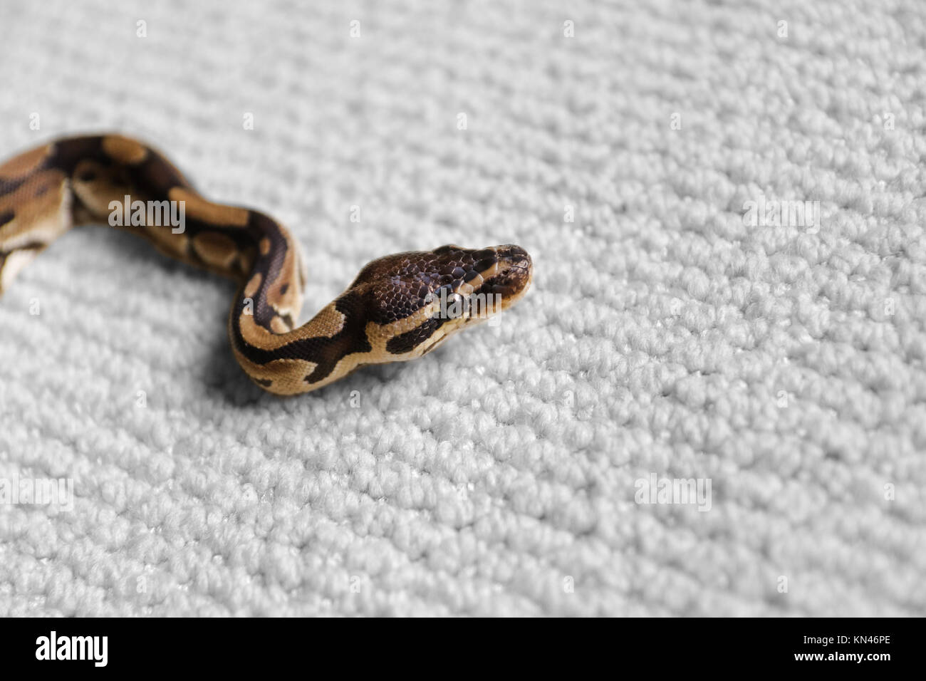 A small ball python snake soaking in a tub of water Stock Photo - Alamy