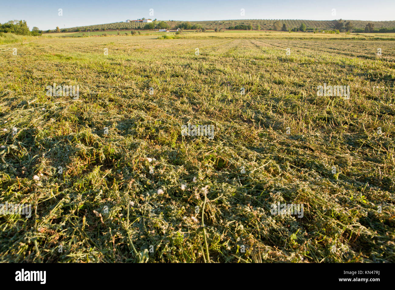 A view of an alfalfa field just cut, Extremadura, Spain. Stock Photo