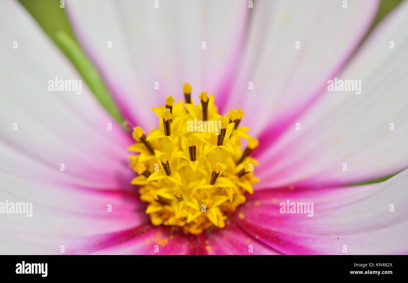 macro yellow pistil of purple cosmos flowers Stock Photo Alamy