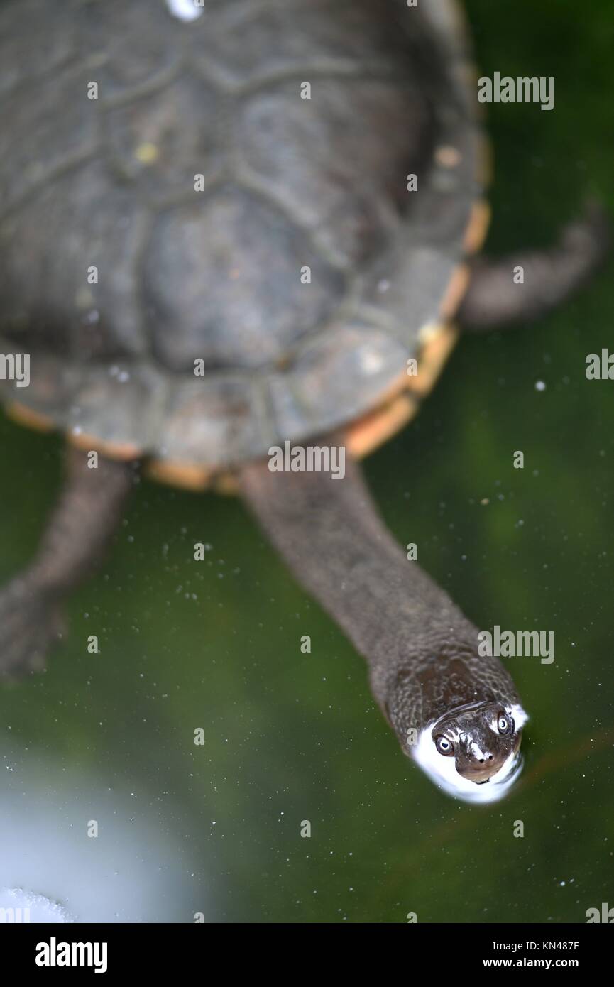 A close up shot of an Australian Murray River Turtle or Short Neck Turtle Stock Photo Alamy