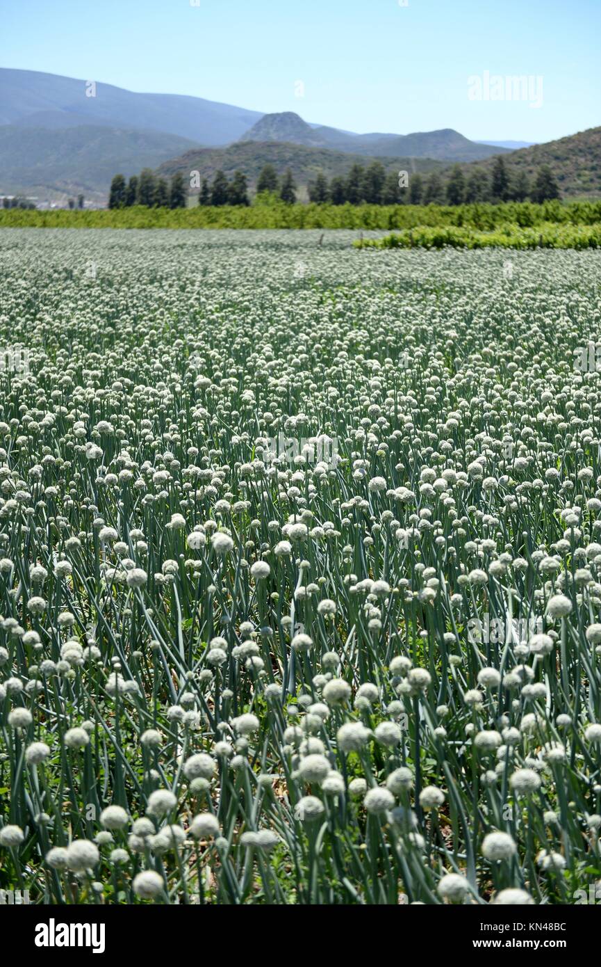 An commercial onion field in South Africa Stock Photo Alamy