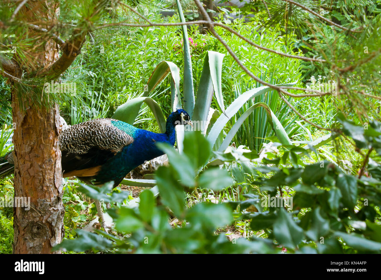 Peacock walks on the green grass. Hides from everyone Stock Photo - Alamy