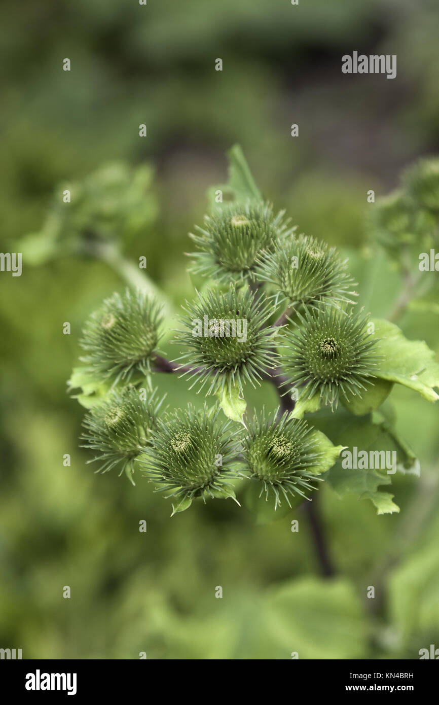 Burdock Root Stock Photos & Burdock Root Stock Images - Alamy