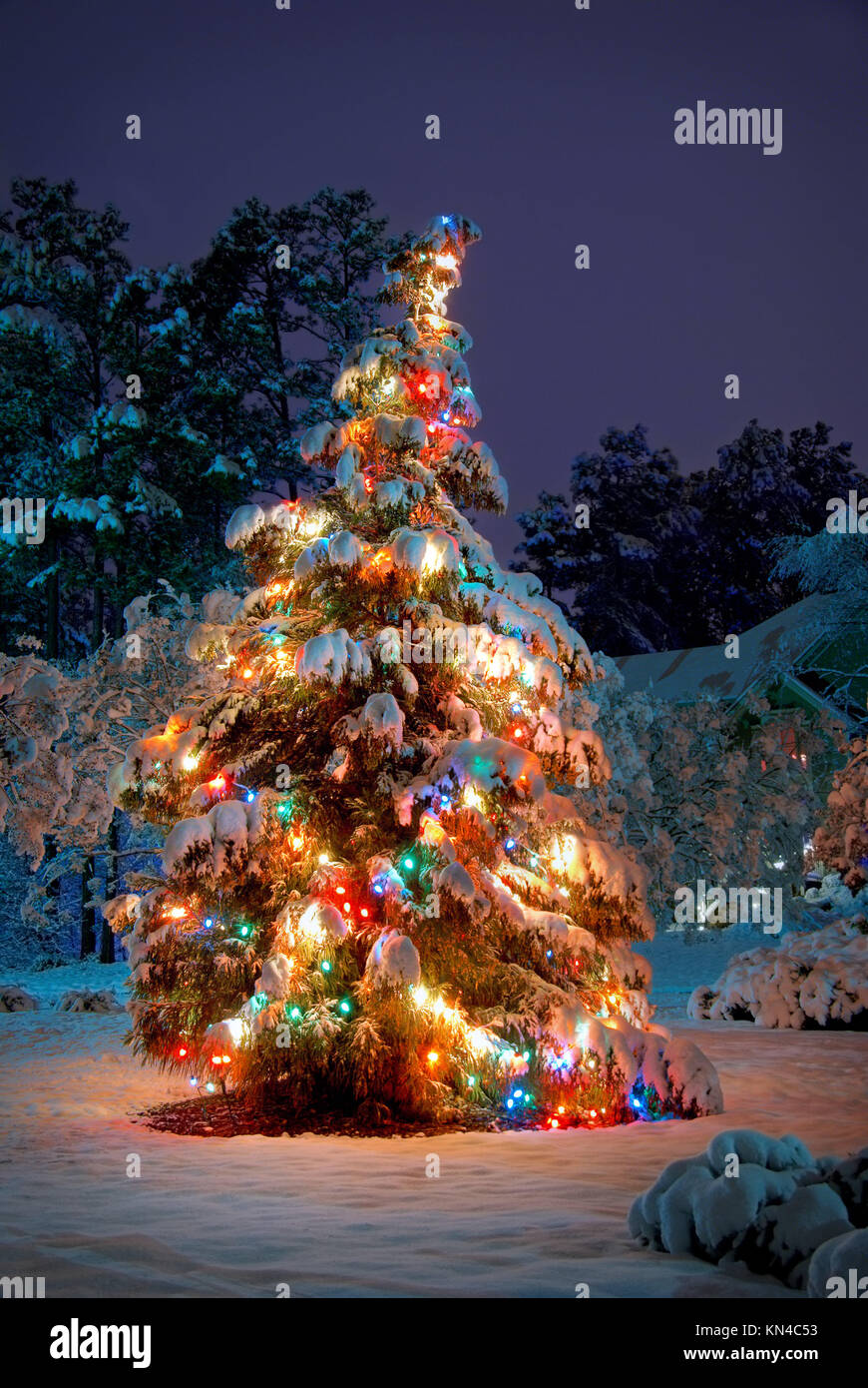 Snow covered Christmas tree with colorful lights Stock Photo Alamy