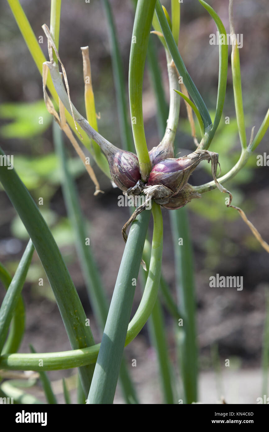Egyptian onions on stalks Stock Photo Alamy