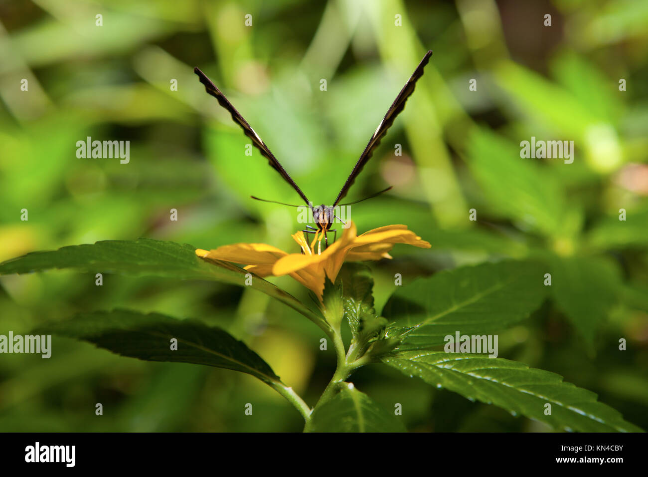 Front view closeup of a colorful butterfly over green blackground. Stock Photo