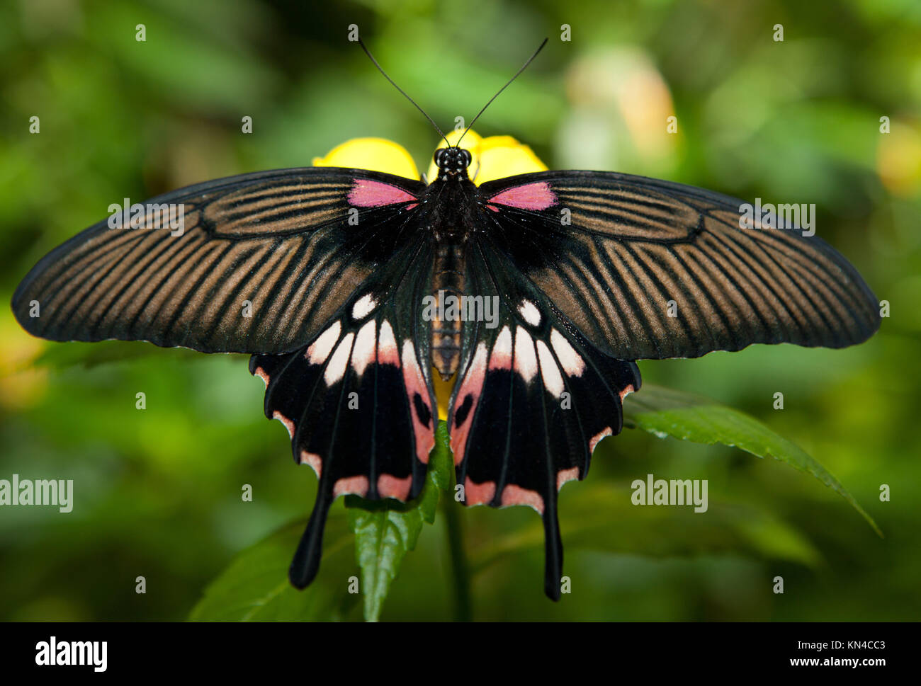 Detail of female great mormon, Papilio memnon agenor, butterfly perching on pink flower. Stock Photo