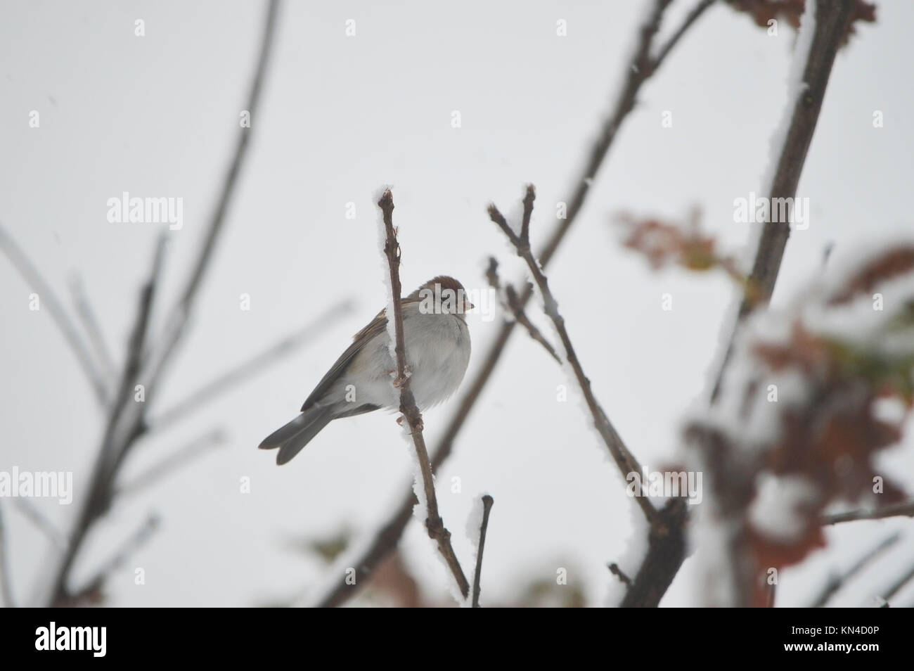 The white breasted nut hatch sitting on a snow covered tree branch on a wintery, cold day Stock Photo