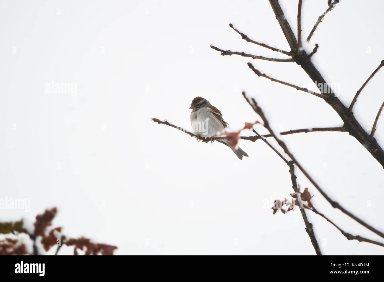 The white breasted nut hatch sitting on a snow covered tree branch on a wintery, cold day Stock Photo