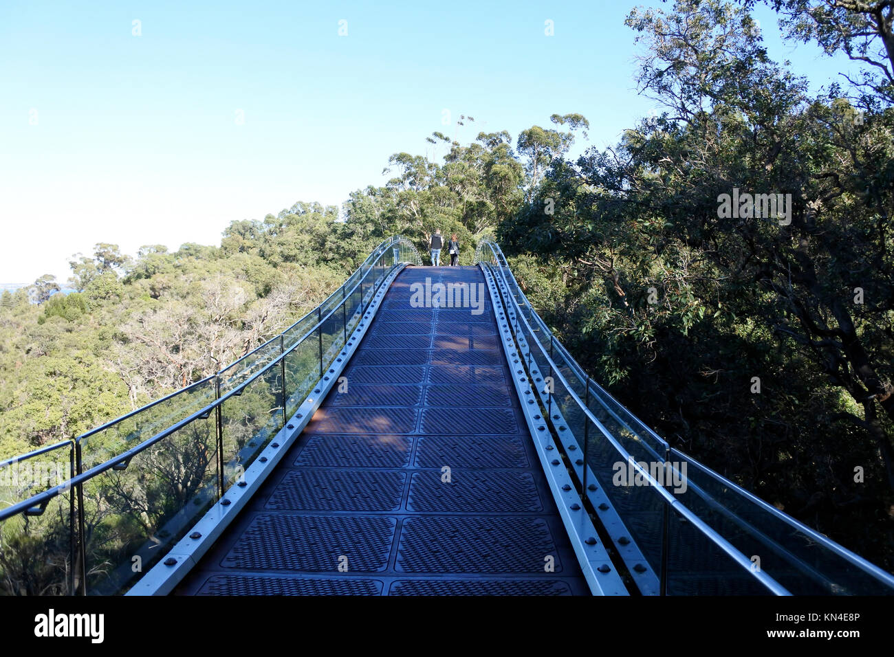 Suspension Bridge at Kings Park and Botanical Gardnes Stock Photo Alamy