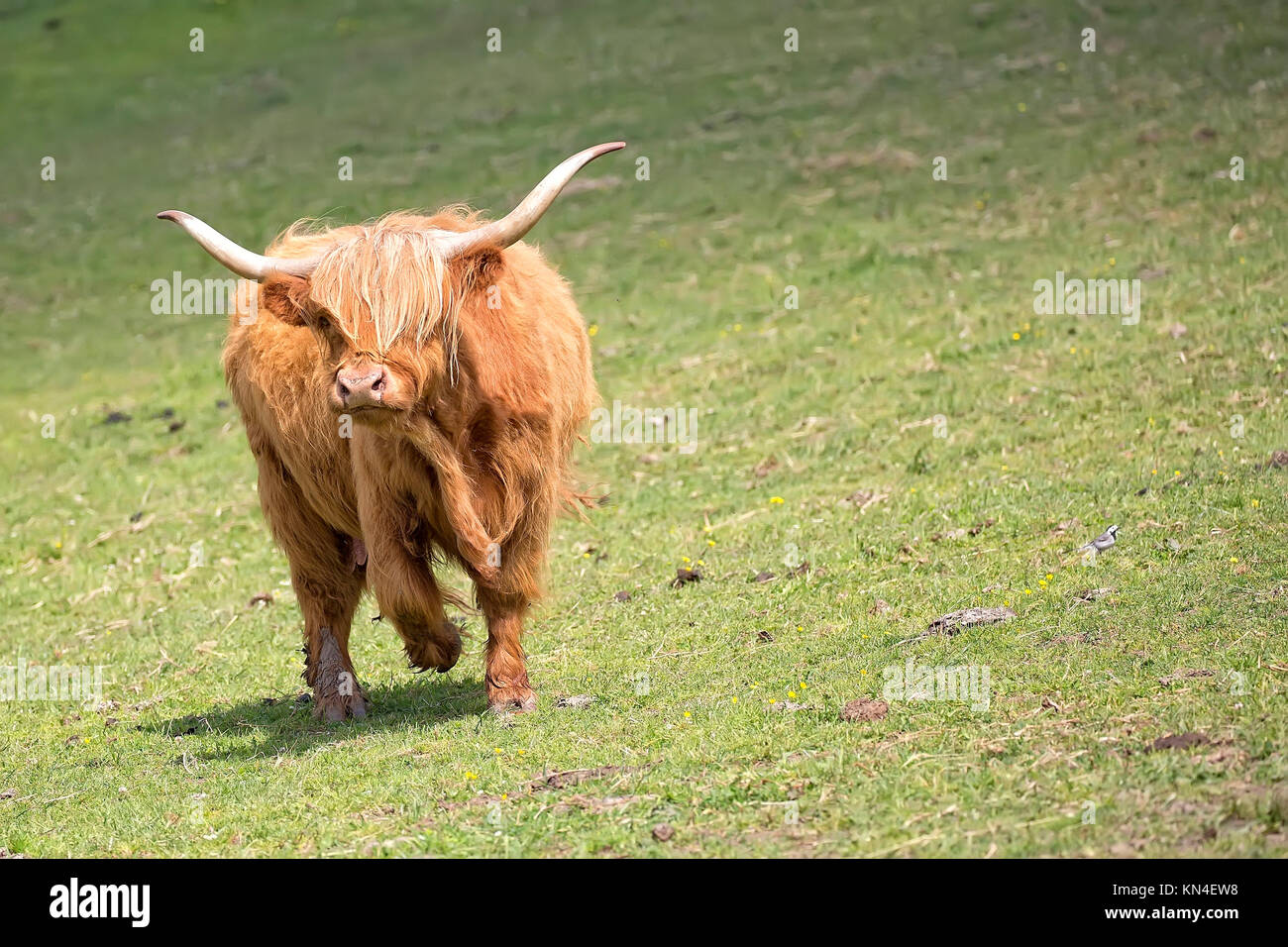 Scottish cow in a clearing Stock Photo