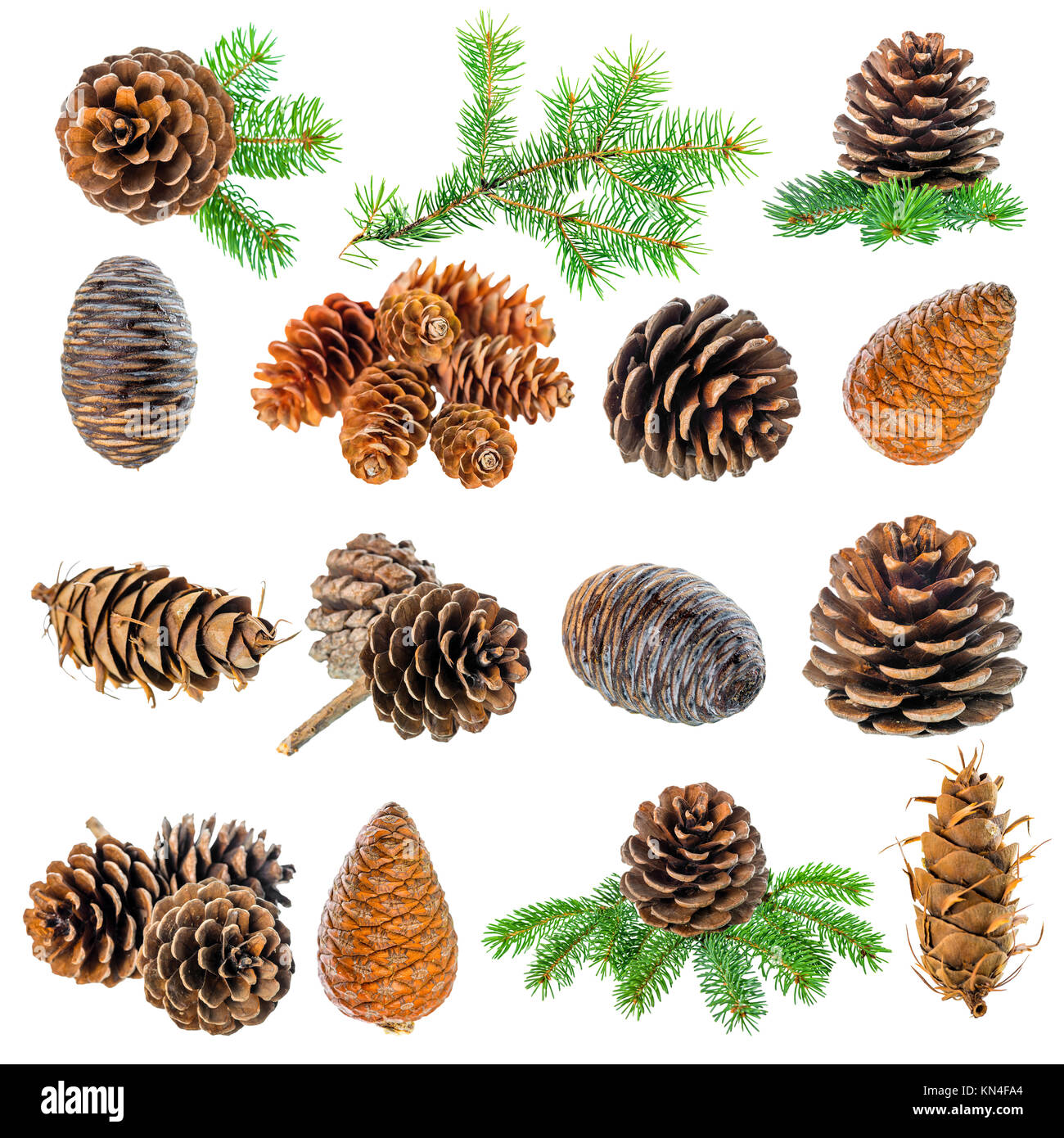 setting Christmas decoration of fir tree branch and cedar cones is isolated on white background Stock Photo