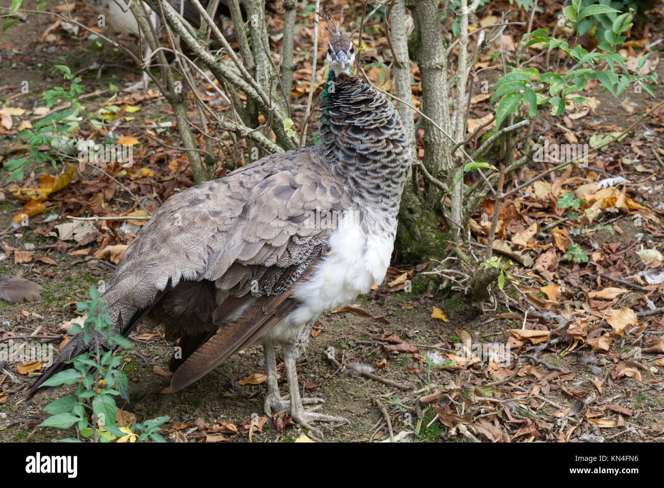 Peahen. Female Peacock in woodlands Stock Photo