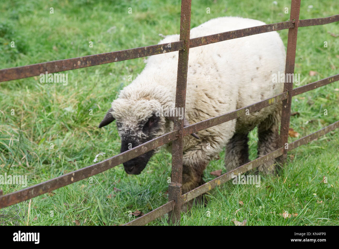 sheep in a pen, farmyard animals Stock Photo