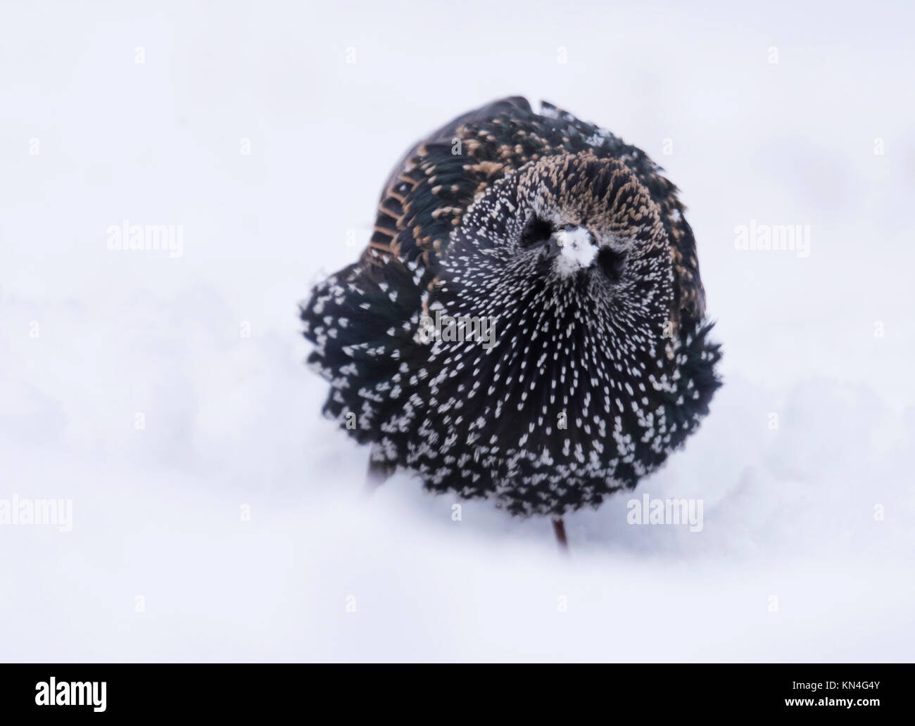 A Starling (Sturnus vulgaris) searches the snow covered ground for food, Warwickshire Stock Photo