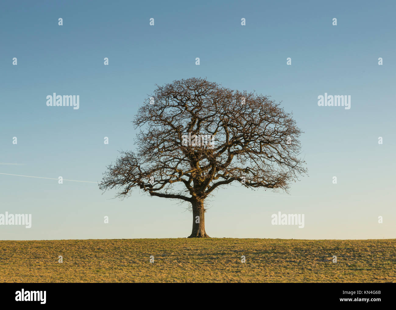 single tree in a field Stock Photo - Alamy
