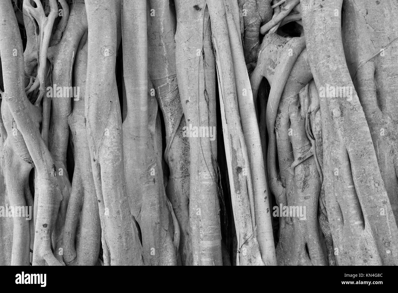 Trunk of fig tree showing the intricate patterns these trees make as they grow ever increasing root systems, Townsville, Queensland, Australia Stock Photo