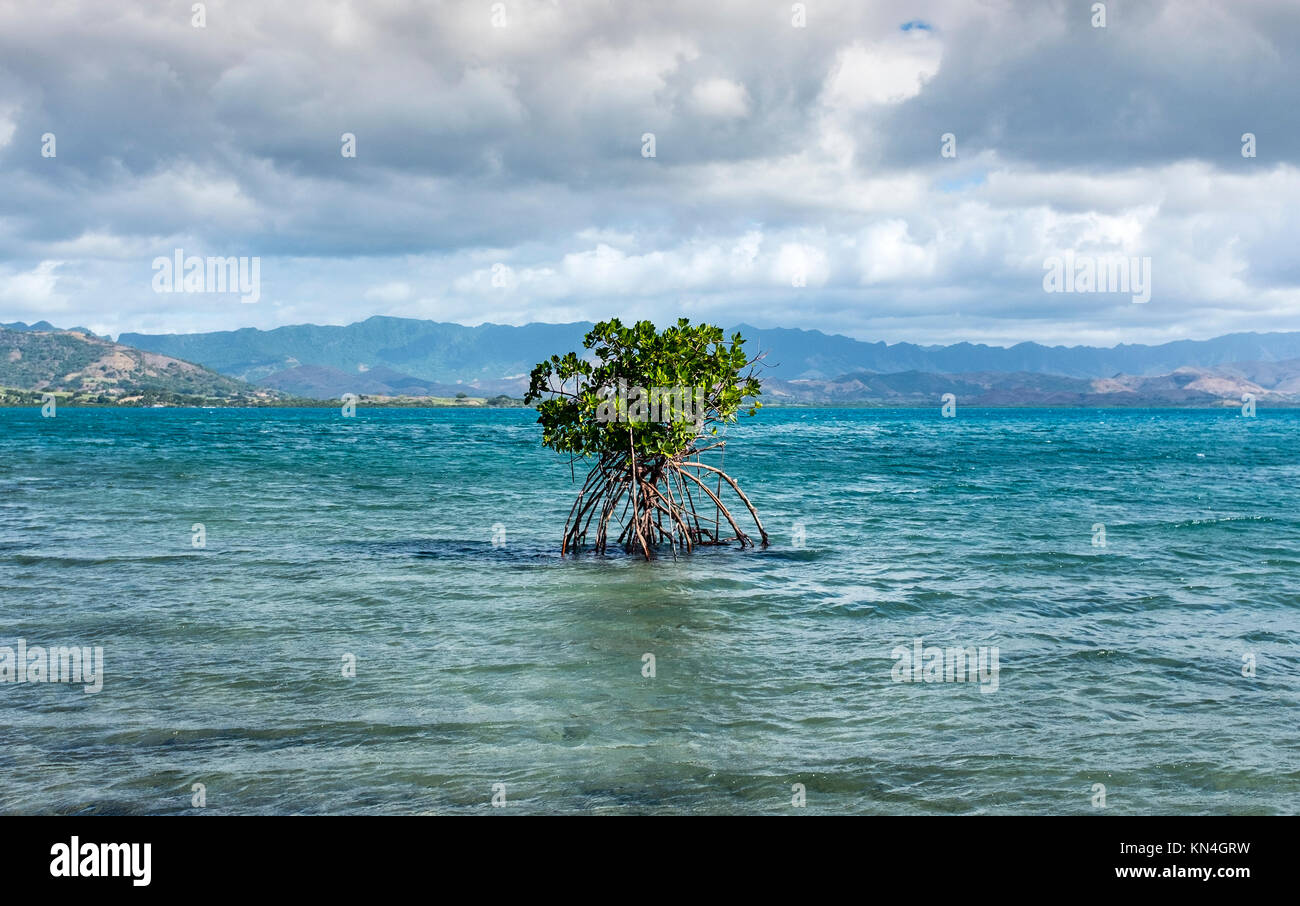 Mangrove Tree, salt water plant, Voli Voli, Fiji Islands, Western Pacific, South Pacific Stock Photo