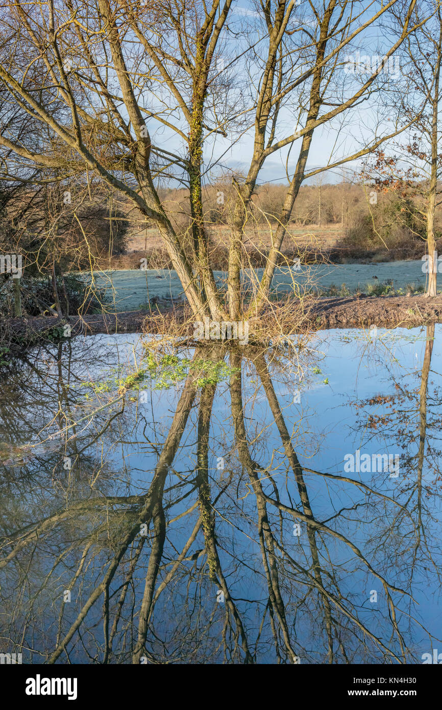 Tree reflection in Itchen Navigation Canal, Winchester College, Winchester, Hampsshire England UK Stock Photo