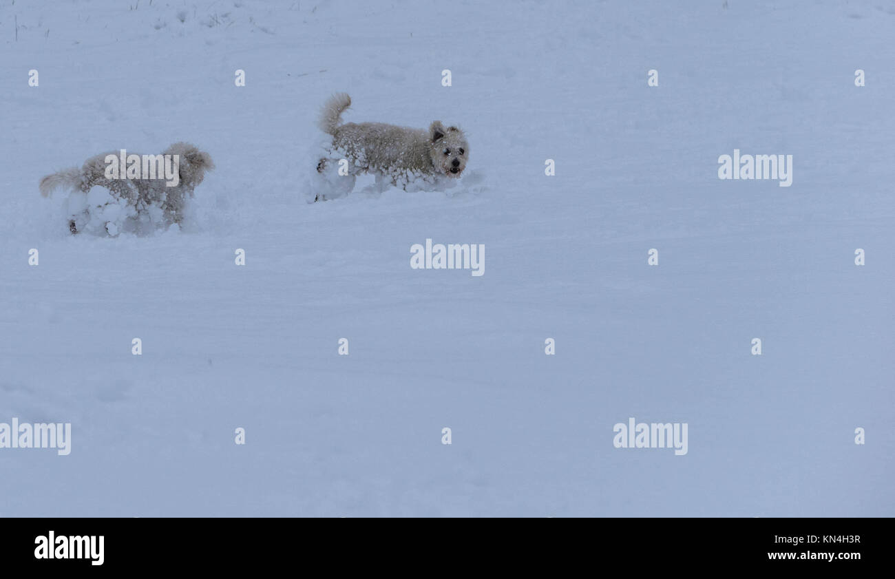 dogs play in snow in a heavy snowy day Stock Photo Alamy