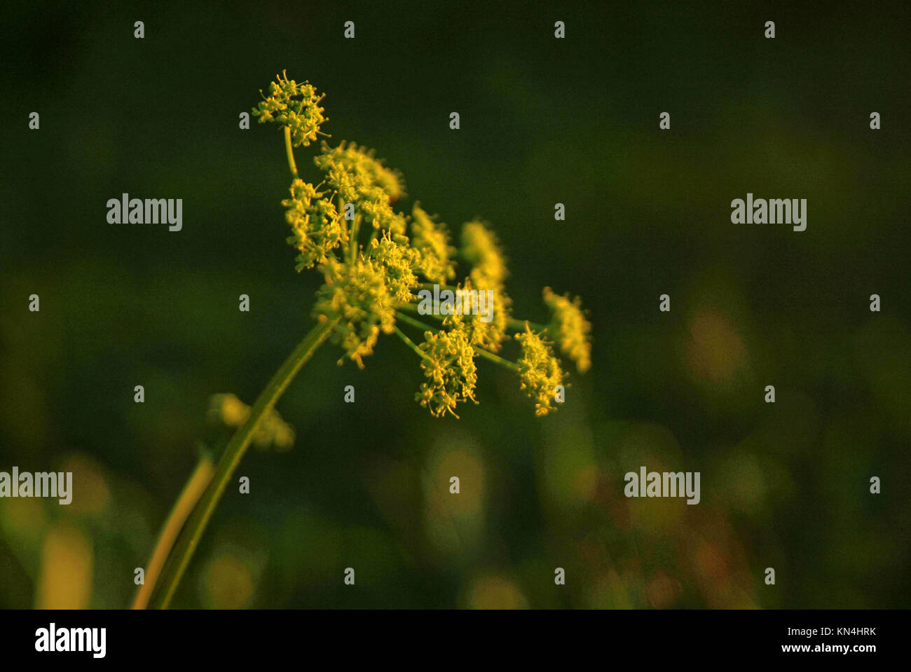 yellow flowers wild grass in the summer evening, Russia Stock Photo