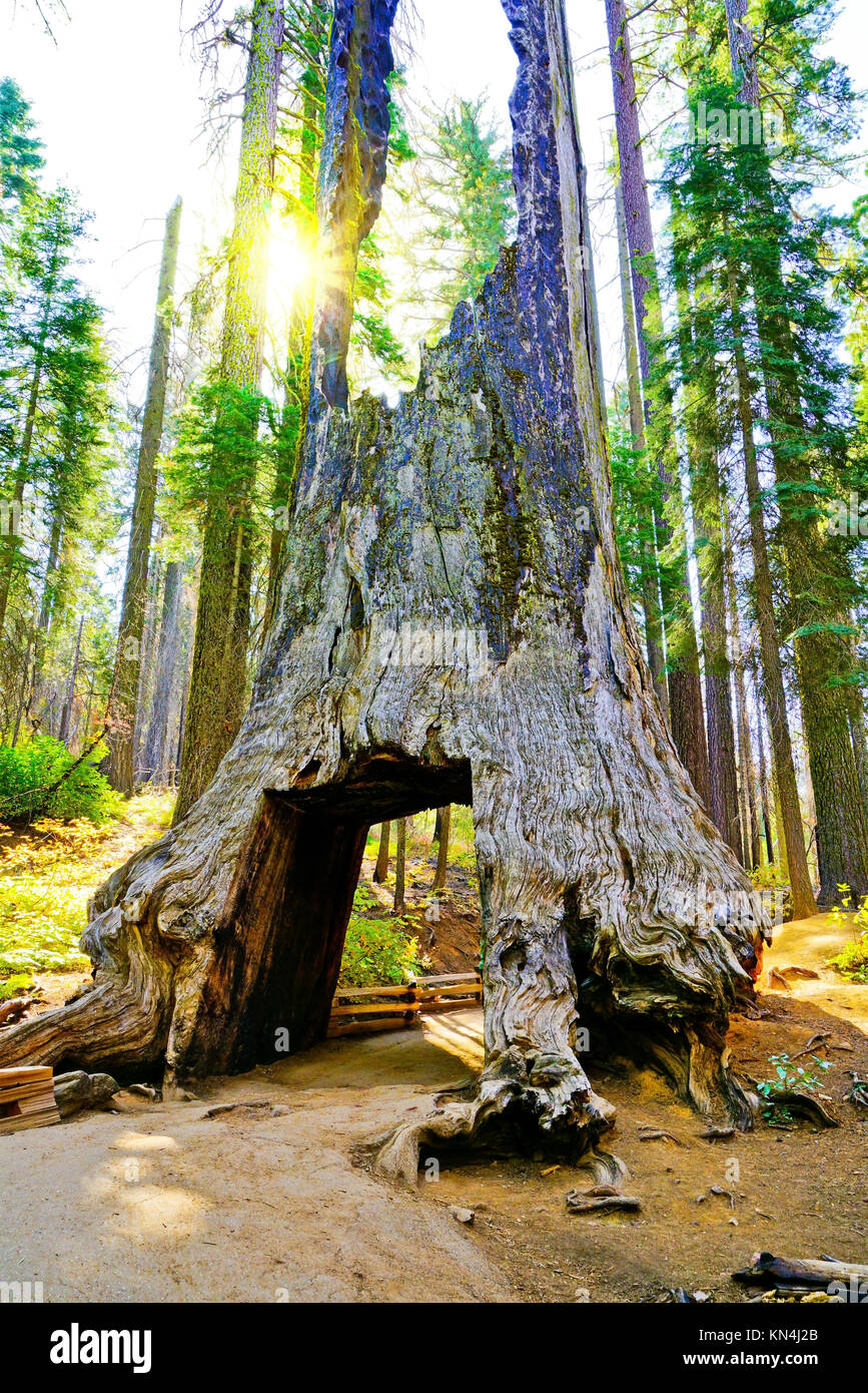 View of the dead tunnel tree in Tuolumne Grove, Yosemite National Park