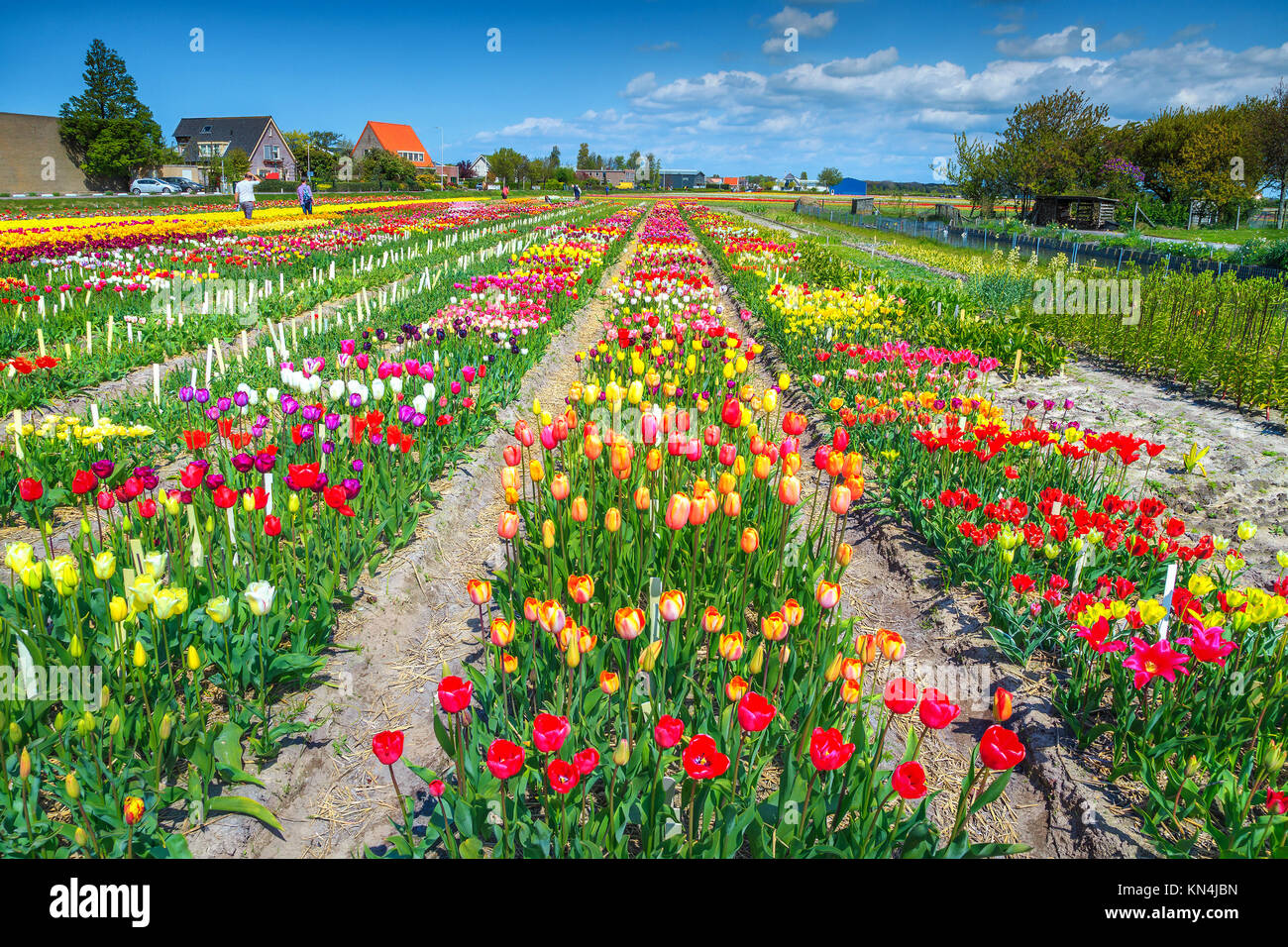 Amazing colorful flower garden. Agricultural farm with tulip fields