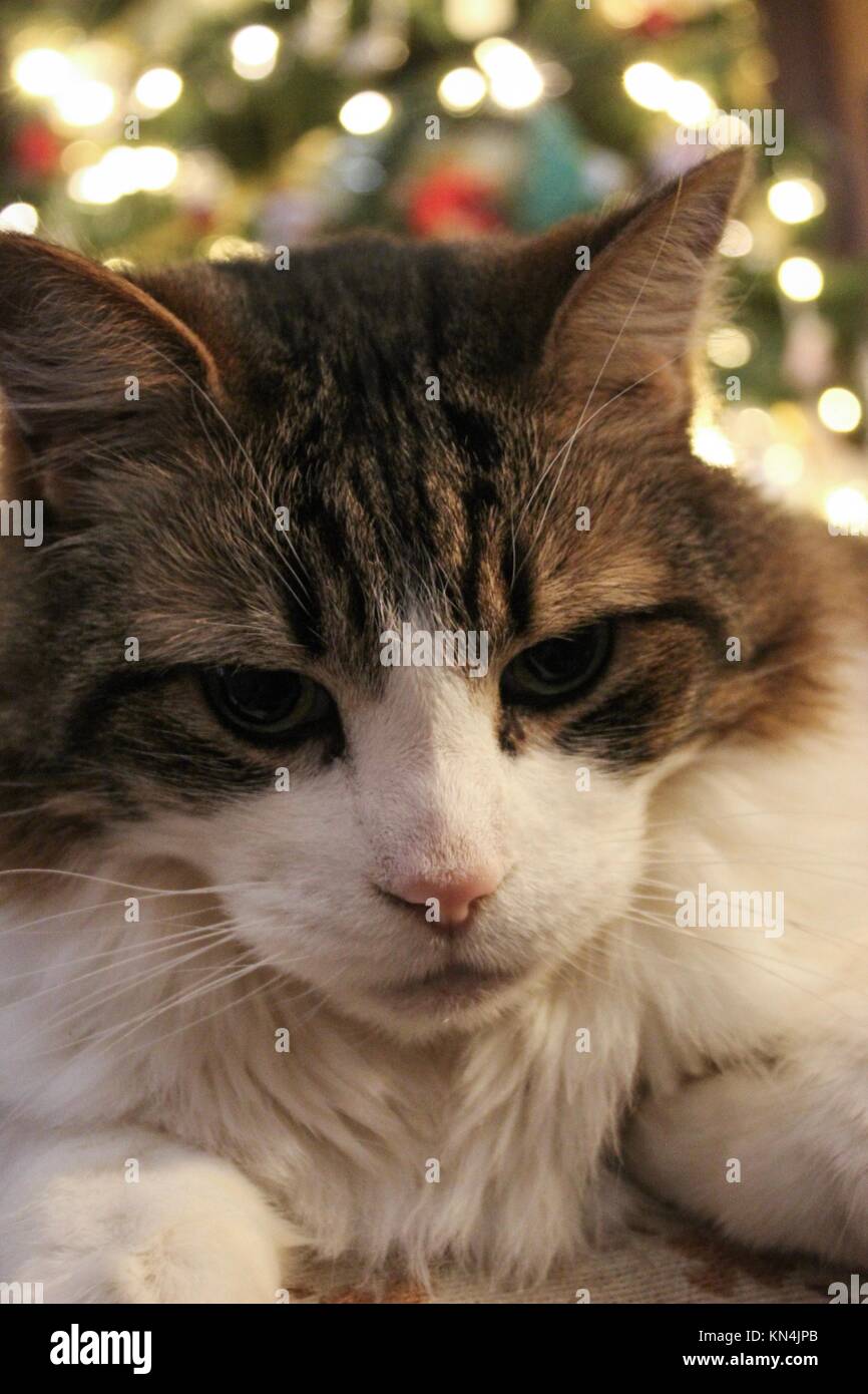 Cats in front of the Christmas tree. Stock Photo