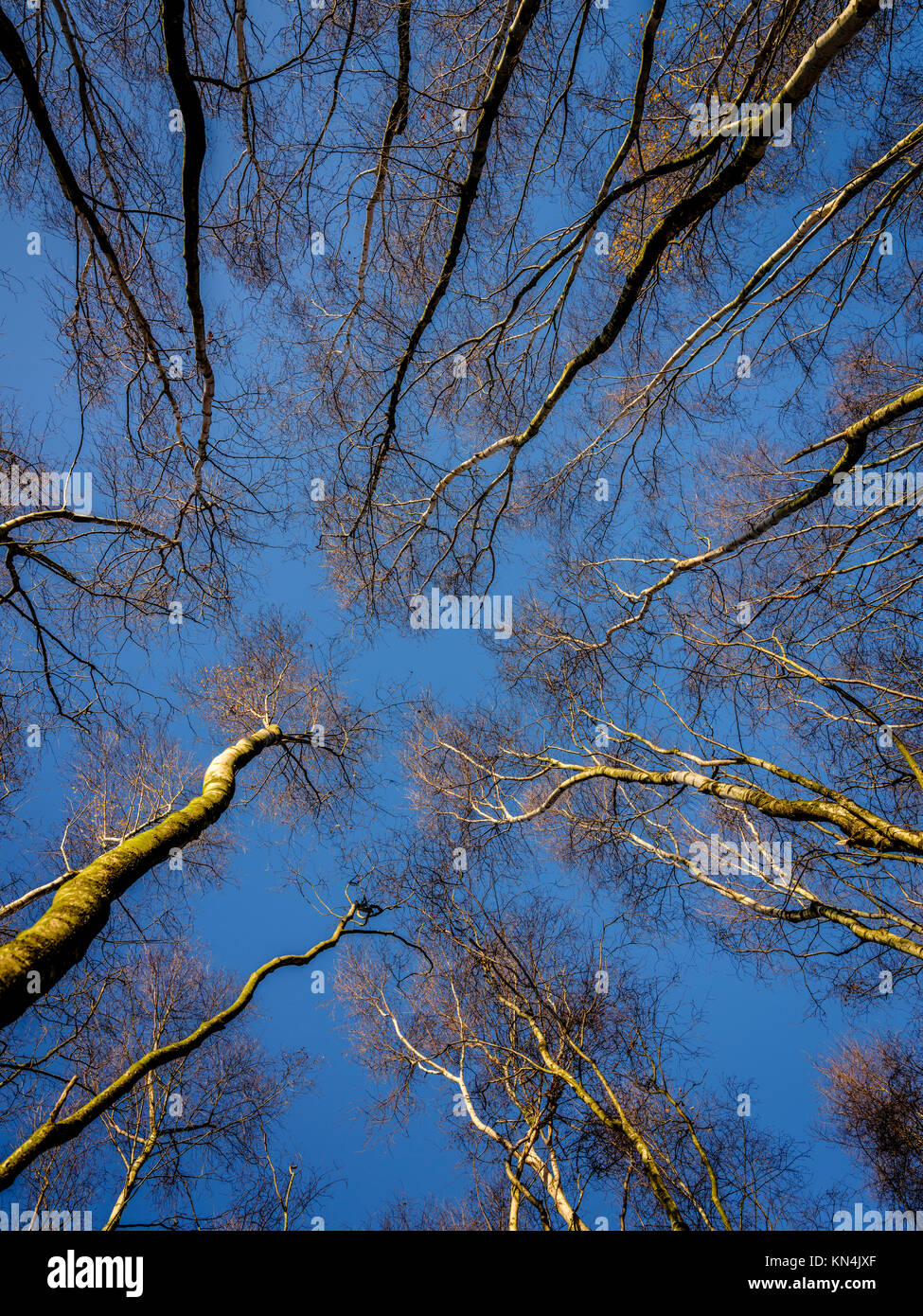 Skyward Silver Birch Trees At The Bedgebury National Pinetum And Forest Skyward Silver Birch Trees At The Bedgebury National Pinetum And Forest