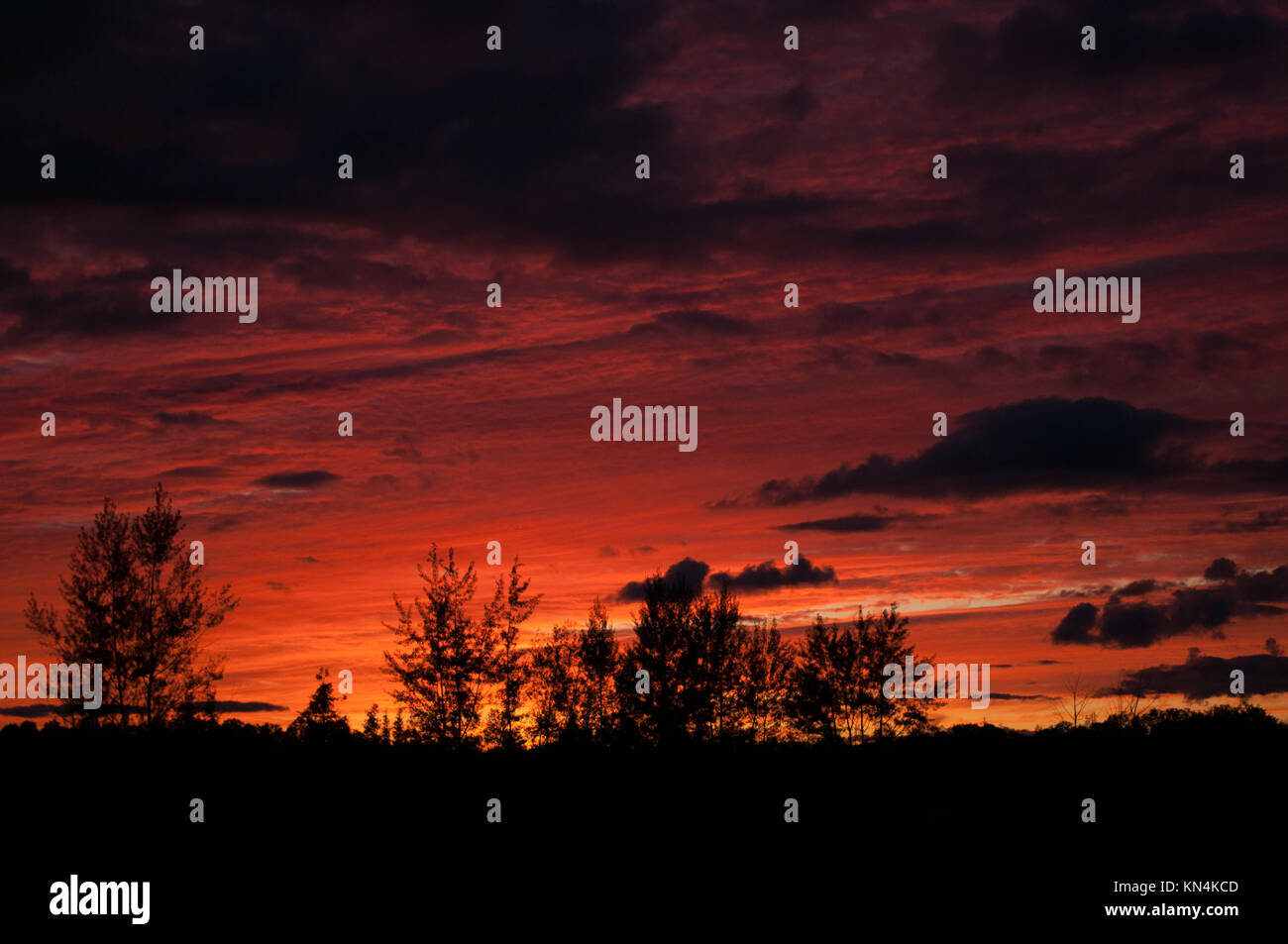 silhouette trees during sunset in the countryside Stock Photo - Alamy