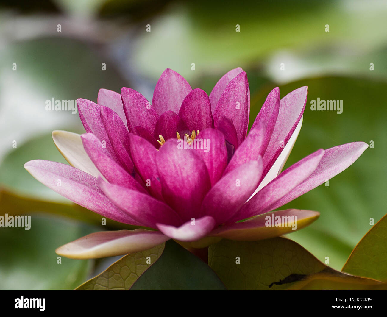 Water lily closeup Stock Photo Alamy