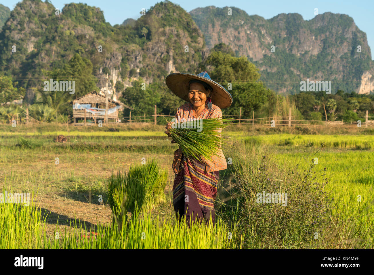 Elder woman in the field at the rice harvest, Hpa-an, Myanmar Stock Photo