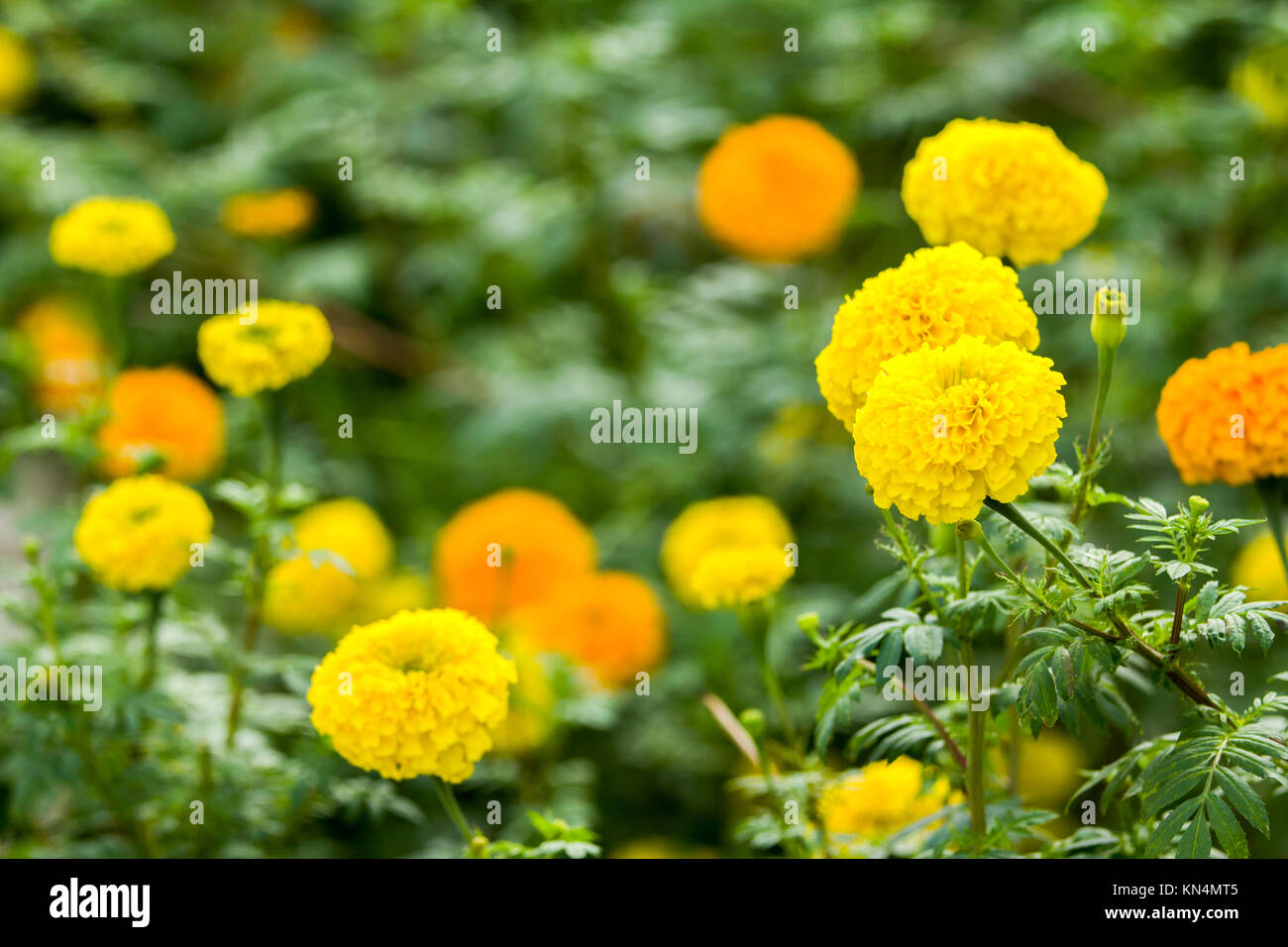 Marigolds flower on field background Stock Photo - Alamy