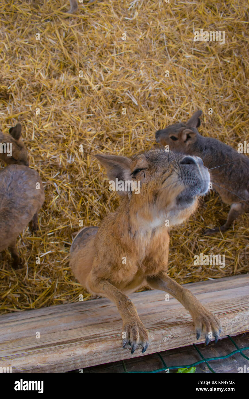 Patagonian mara beautiful animal looks at the camera Stock Photo - Alamy