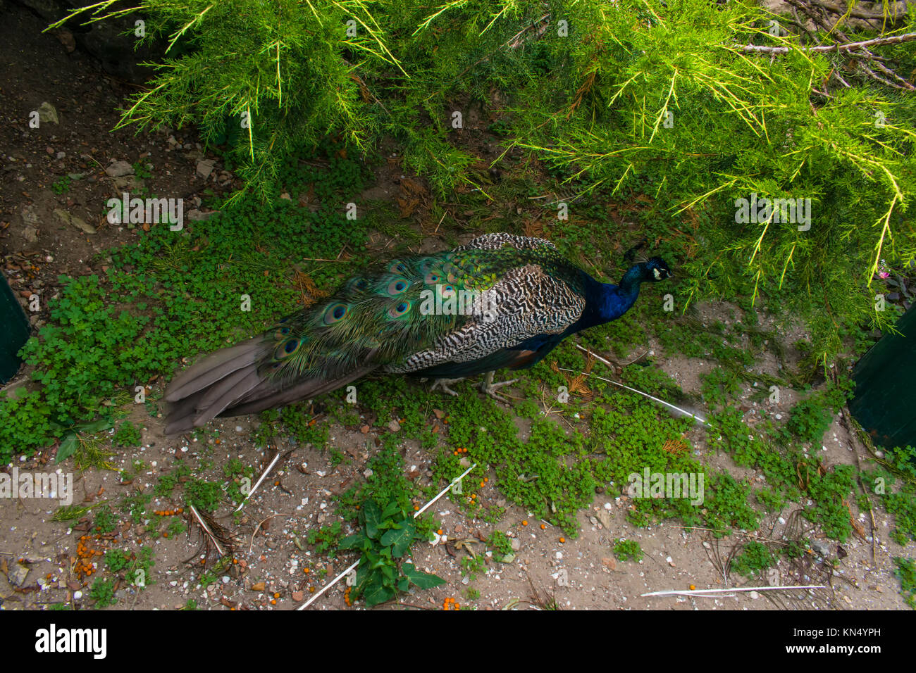 Peacock is walking slowly along the green grass Stock Photo - Alamy