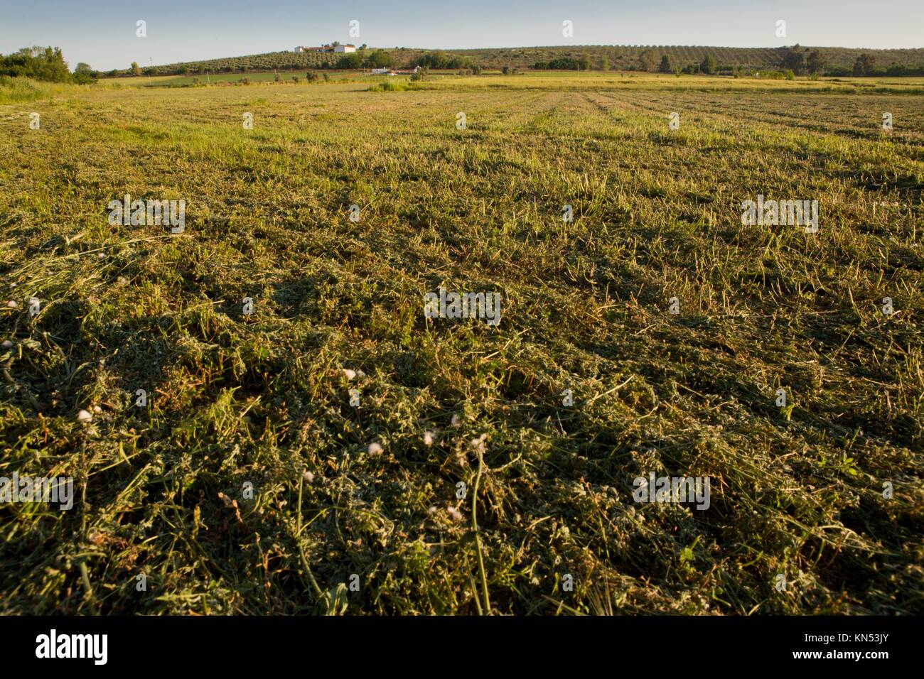A view of an alfalfa field just cut, Extremadura, Spain. Stock Photo