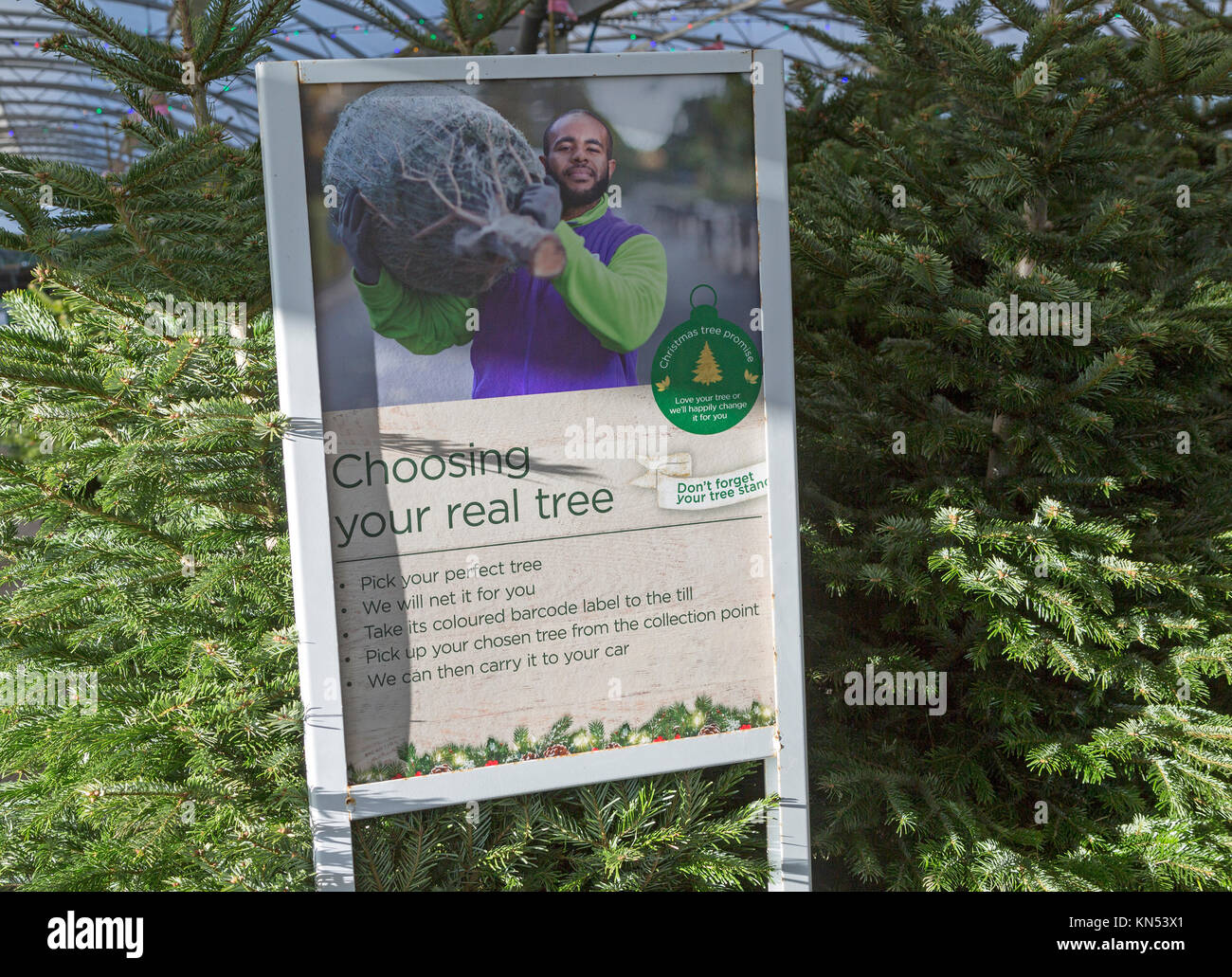 Real christmas trees hires stock photography and images Alamy