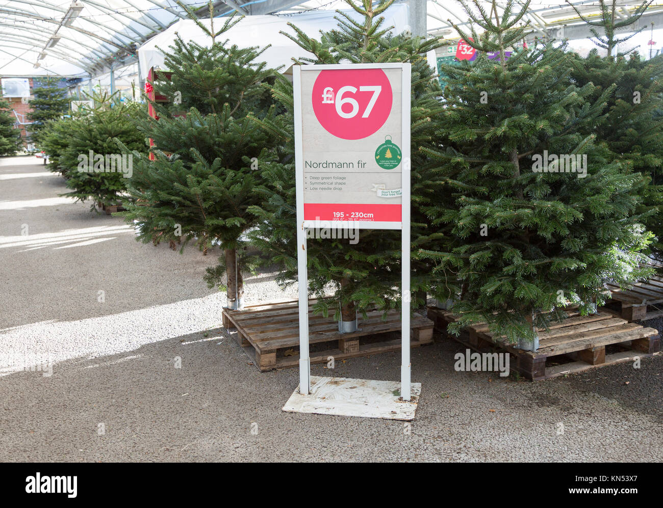 Nordmann fir Christmas trees on sale for £67 in garden centre, Suffolk