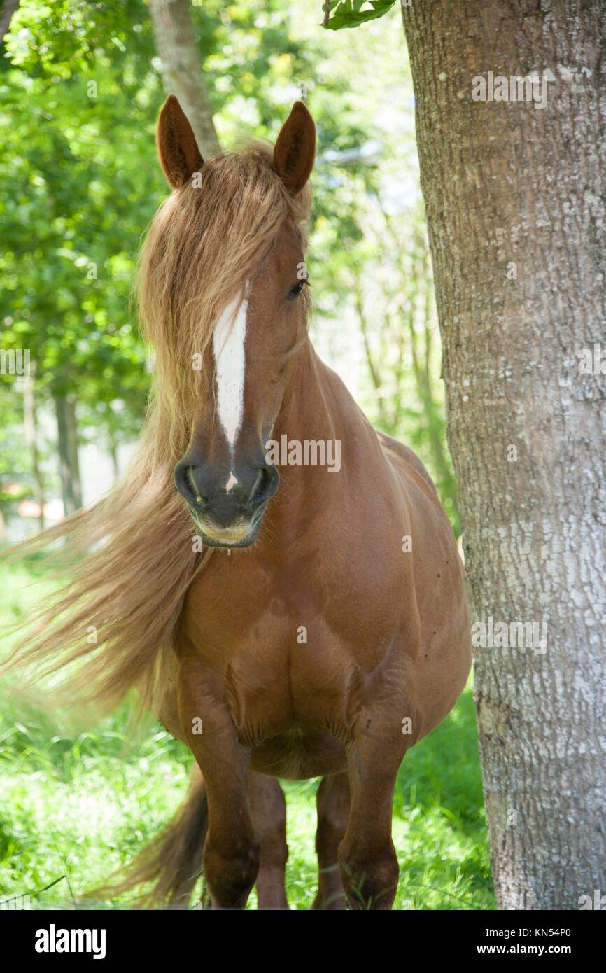 blonde long hair mane horse Asturcon race near Cangas de Onis in Asturias  Spain Stock Photo - Alamy