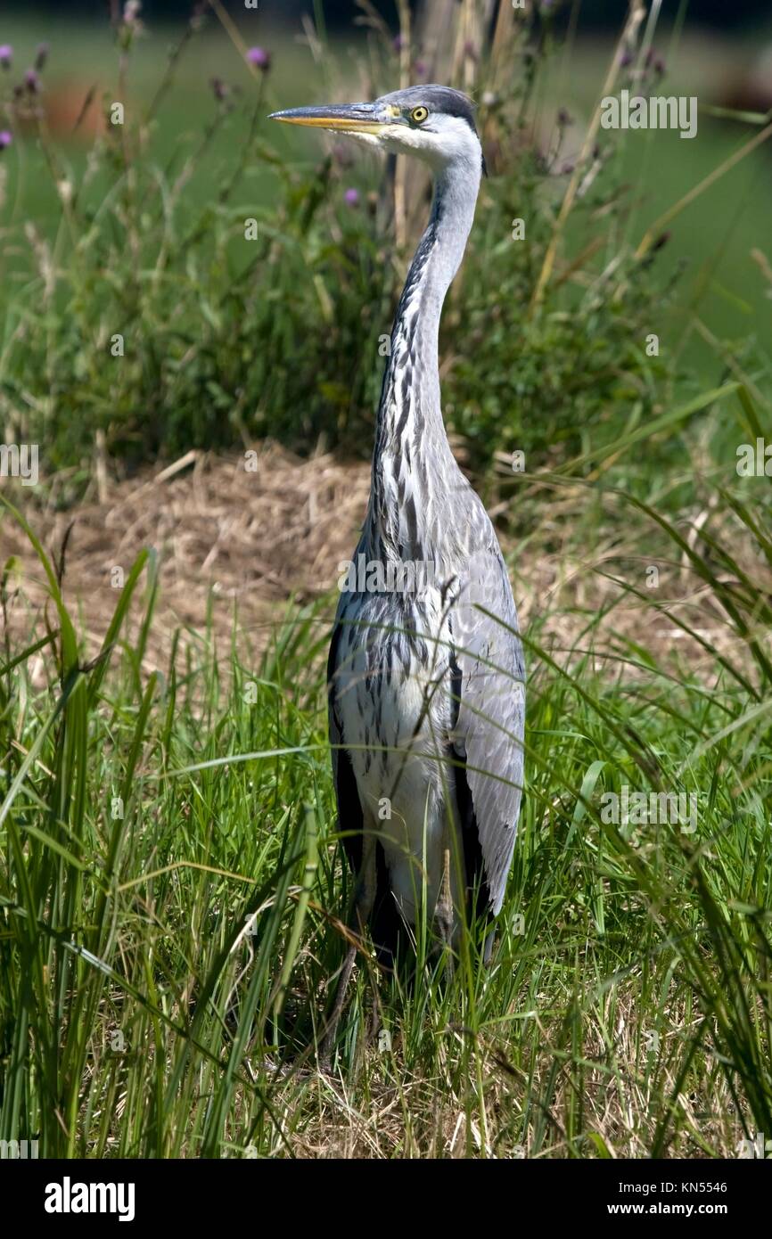 Blue Heron in the grass in Echten, Netherlands. Stock Photo
