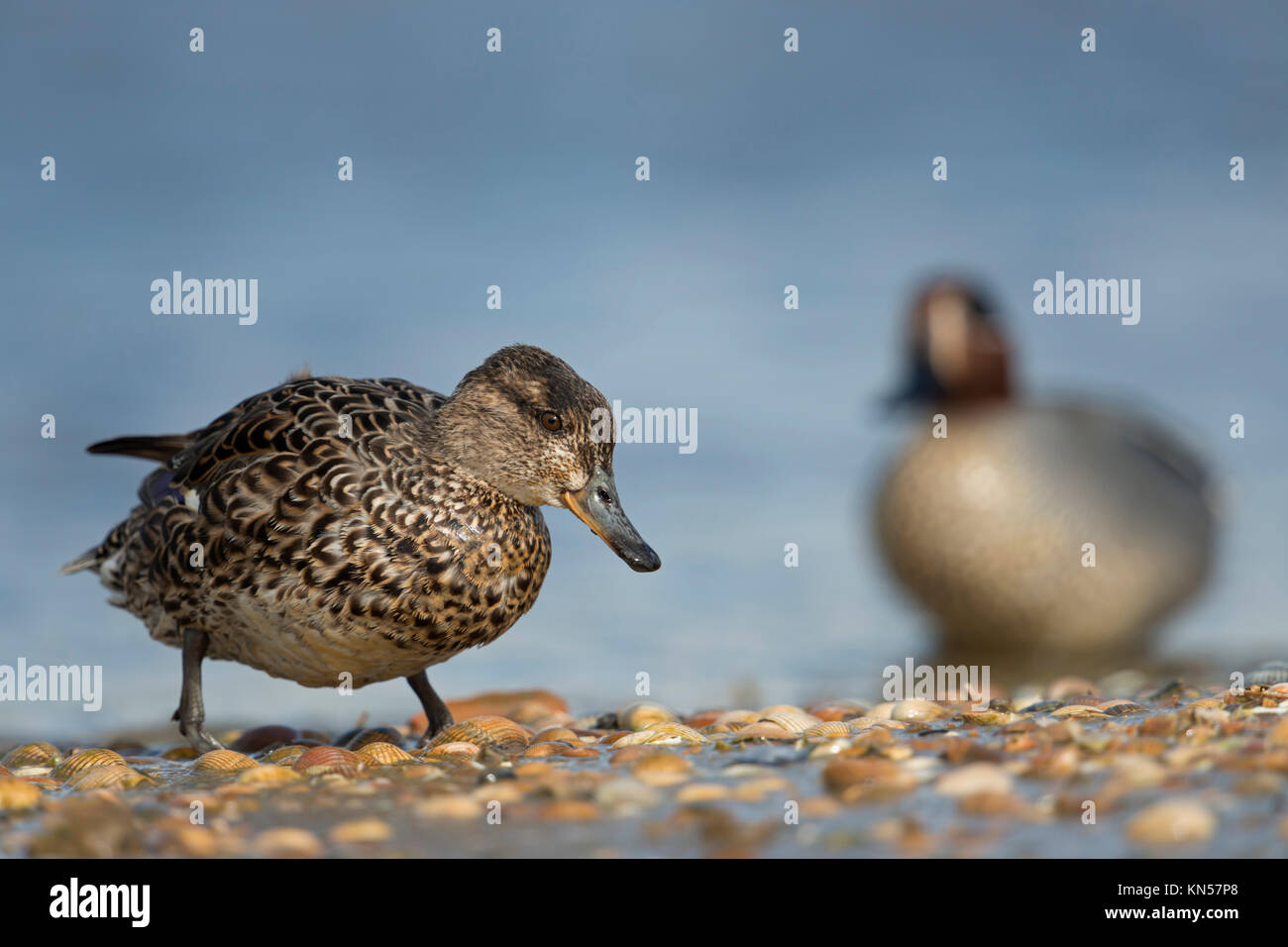 Teal / Krickente ( Anas crecca ), female together with male, pair of teals, couple, leaving the water, getting on land, walking up the bank, Europe. Stock Photo