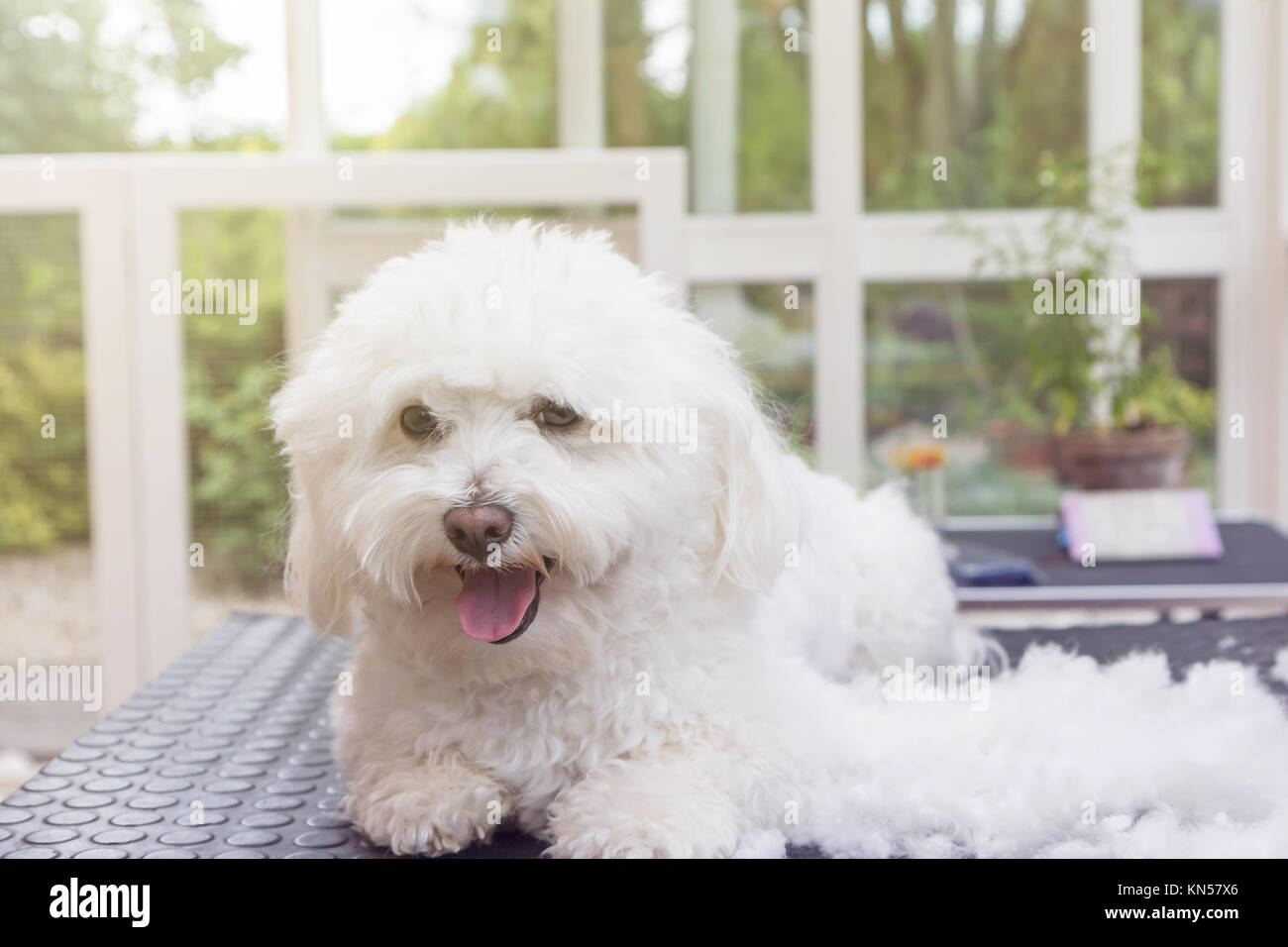 Cute White Bolognese Dog Is Lying On The Table After Grooming The Dog 