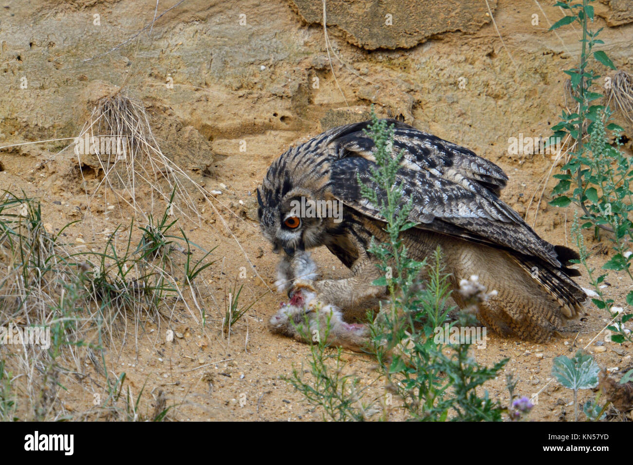 Eurasian Eagle Owl / Europaeischer Uhu ( Bubo bubo ), perched in the slope of a sand pit, feeding on prey, with food, wildlife, Europe. Stock Photo