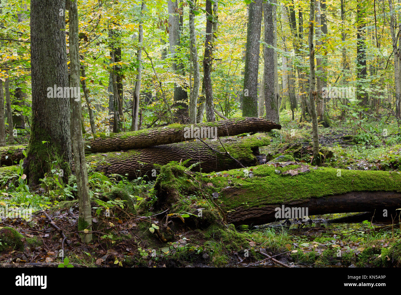 Old Ash Tree Stock Photos & Old Ash Tree Stock Images - Alamy