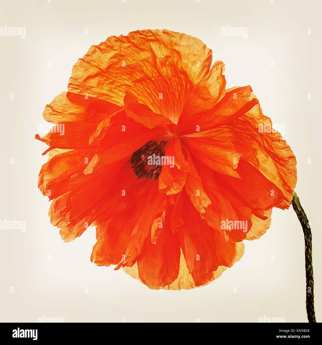 Single poppy flower with retro filter effect. Closeup. Stock Photo