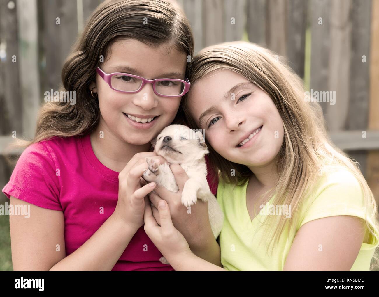 kid girls playing with puppy pet chihuahua with doggy outdoor Stock ...