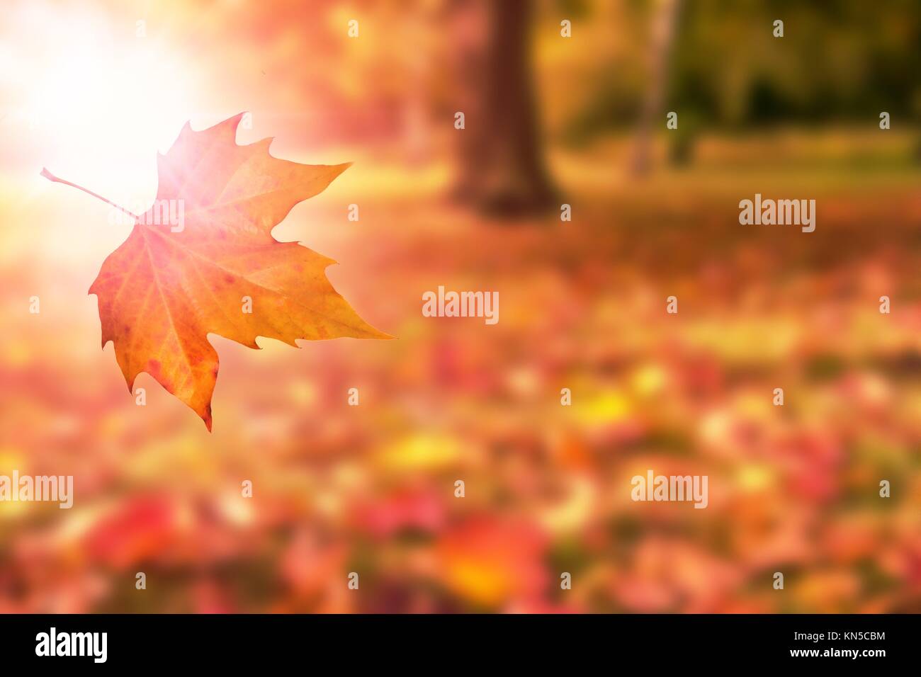 autumn background with single leave. Stock Photo