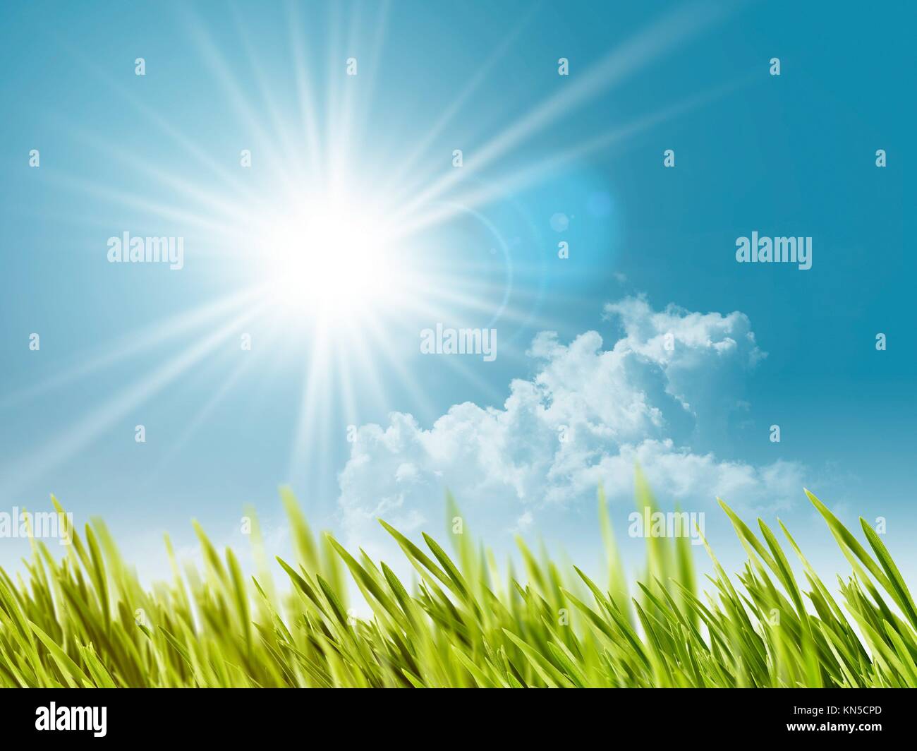 Abstract natural backgrounds with summer foliage and bright sunlight Stock  Photo - Alamy
